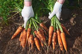 Kiểm tra thẩm định cấp mã số vùng trồng cho cà rốt và cải bắp